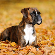 Boxer in leaves