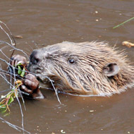 Beaver