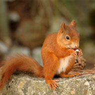 red squirrel