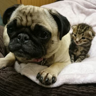 pug and kittens