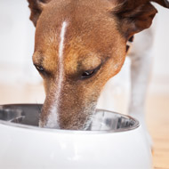 dog eatng out of bowl