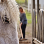 Horse with owner