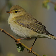 Willow warbler