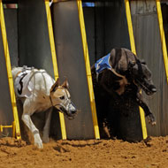 racing greyhounds