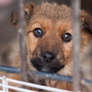 Pupppy behind bars