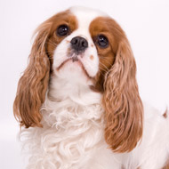 Cavalier king charles spaniel