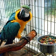 Parrot in cage