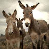 donkeys