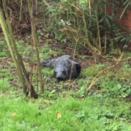 seal in Norfolk garden