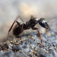 Ant