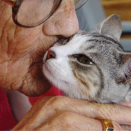 Elderly person and cat