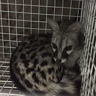 spotted genet