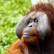 Orangutan