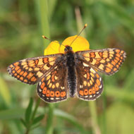 rare marsh fritilary