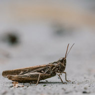 Report links intensive agriculture to decline in grasshoppers