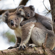 koala