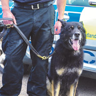 Ozzy and handler