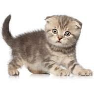 Scottish fold