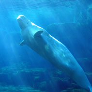 beluga whale