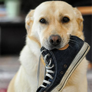 Dog chewing shoe