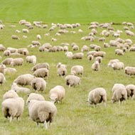 Sheep in field