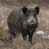 wild boar