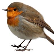 robin