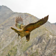 kea parrot