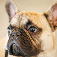 French bulldog