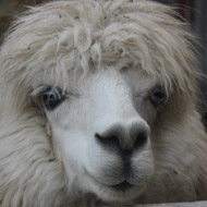 Alpaca