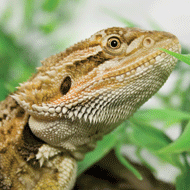 bearded dragon