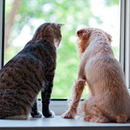 Dog and cat