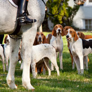 foxhounds