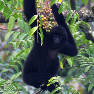 cao-vit gibbon