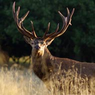 red deer