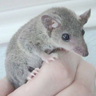 short tailed opossum