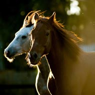 horses