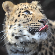 Amur leopard