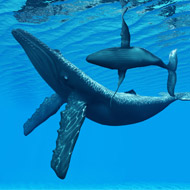 Humpback whales 