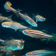 zebrafish