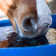 horse drinkng