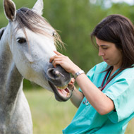 Horse vet