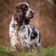 Spaniel