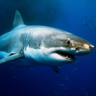 Great white shark