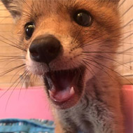 Red fox cub