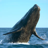 Blue whale