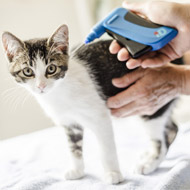 Microchip cat