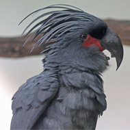 Palm cockatoo