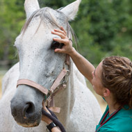 Vet checking eye