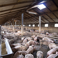 Image: Pig livestock